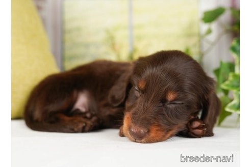 成約済の神奈川県のミニチュアダックスフンド(ロングヘアード)-244047の2枚目