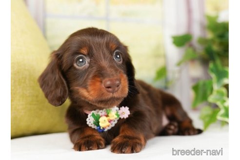 成約済の神奈川県のミニチュアダックスフンド(ロングヘアード)-244047の3枚目