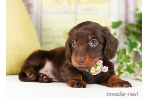 成約済の神奈川県のミニチュアダックスフンド(ロングヘアード)-244047の4枚目