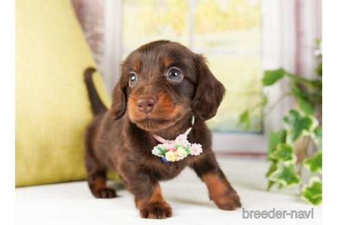 成約済の神奈川県のミニチュアダックスフンド(ロングヘアード)-244047の5枚目