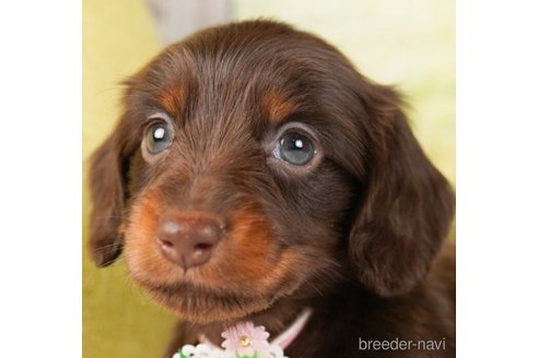 成約済の神奈川県のミニチュアダックスフンド(ロングヘアード)-244047の1枚目