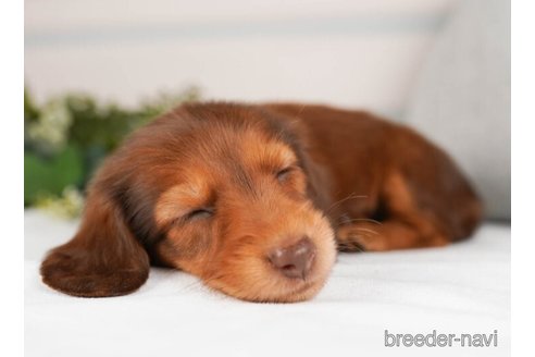 成約済の神奈川県のミニチュアダックスフンド(ロングヘアード)-244048の3枚目