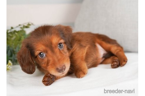 成約済の神奈川県のミニチュアダックスフンド(ロングヘアード)-244048の2枚目