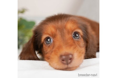 成約済の神奈川県のミニチュアダックスフンド(ロングヘアード)-244048の5枚目