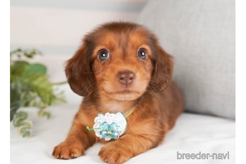 成約済の神奈川県のミニチュアダックスフンド(ロングヘアード)-244048の1枚目