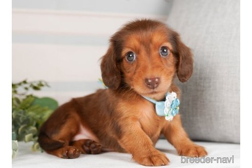 成約済の神奈川県のミニチュアダックスフンド(ロングヘアード)-244048の4枚目