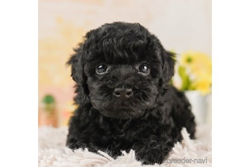 成約済の千葉県のトイプードル-244064の1枚目