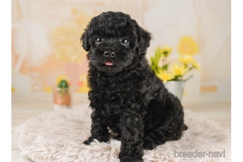 成約済の千葉県のトイプードル-244064の2枚目