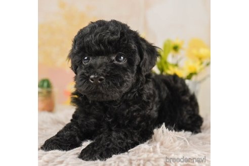 成約済の千葉県のトイプードル-244064の3枚目