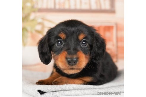 成約済の神奈川県のミニチュアダックスフンド(ロングヘアード)-244071の2枚目