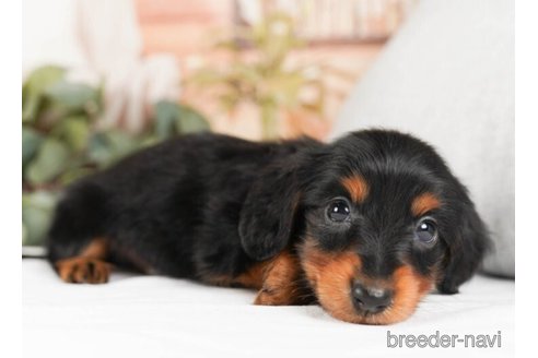 成約済の神奈川県のミニチュアダックスフンド(ロングヘアード)-244071の3枚目