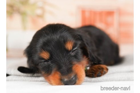 成約済の神奈川県のミニチュアダックスフンド(ロングヘアード)-244071の4枚目