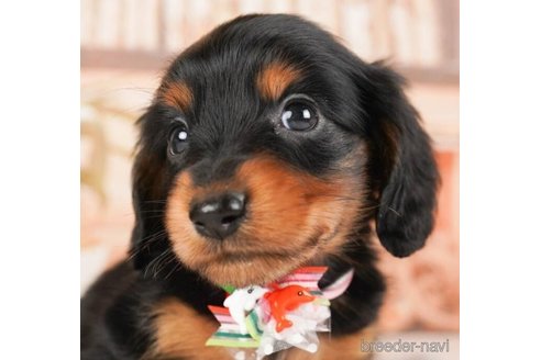 成約済の神奈川県のミニチュアダックスフンド(ロングヘアード)-244071の1枚目