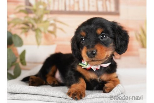 成約済の神奈川県のミニチュアダックスフンド(ロングヘアード)-244071の5枚目