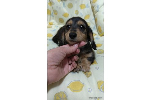成約済の福岡県のミニチュアダックスフンド(ロングヘアード)-233908の7枚目