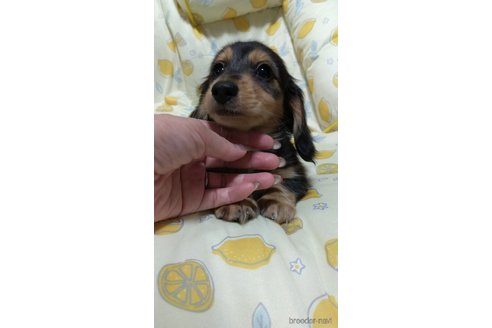 成約済の福岡県のミニチュアダックスフンド(ロングヘアード)-233908の6枚目
