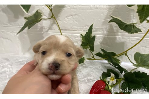 成約済の埼玉県のマルプー:マルチーズ×トイプードル-241909の26枚目