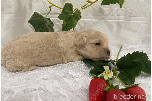成約済の埼玉県のマルプー:マルチーズ×トイプードル-241906の25枚目