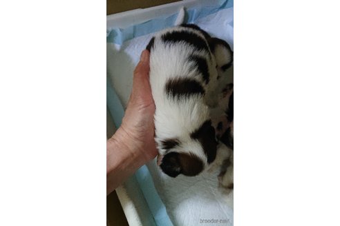 成約済の愛知県のシーズー-243717の13枚目