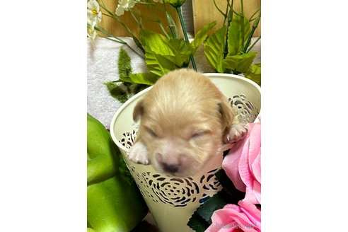 販売中の福岡県のミックス犬-244200