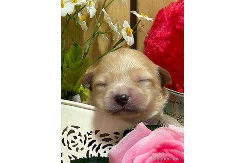 成約済の福岡県のミックス犬-244200の14枚目