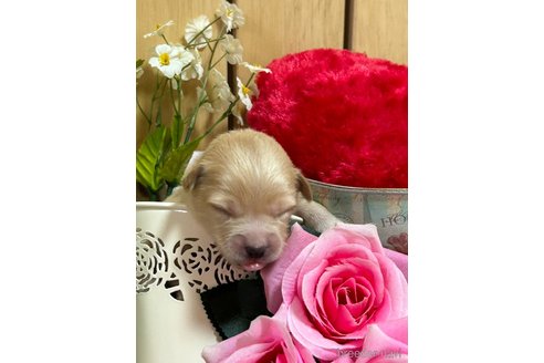 成約済の福岡県のミックス犬-244200の11枚目