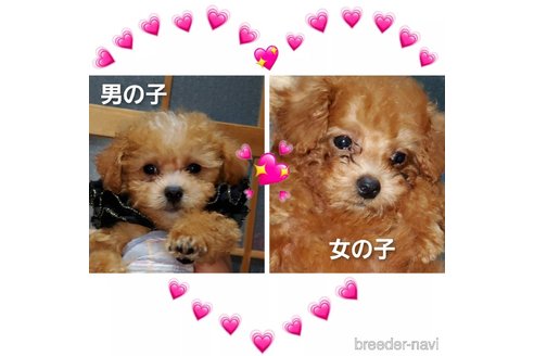 成約済の福岡県のミックス犬-244200の10枚目