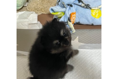 成約済の群馬県のポメラニアン-241815の3枚目