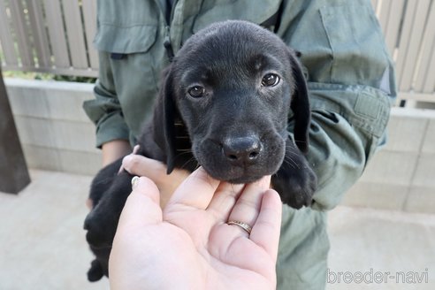 成約済の群馬県のラブラドールレトリーバー-234371の3枚目