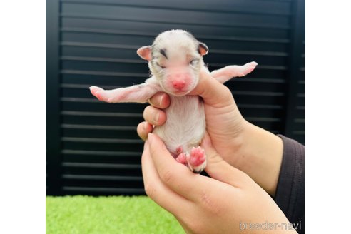 成約済の山梨県のオーストラリアンシェパード-244311の21枚目