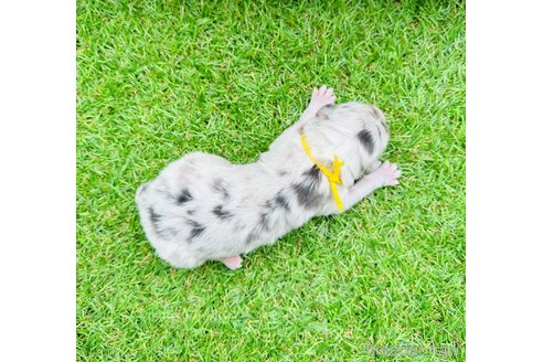 成約済の山梨県のオーストラリアンシェパード-244315の12枚目