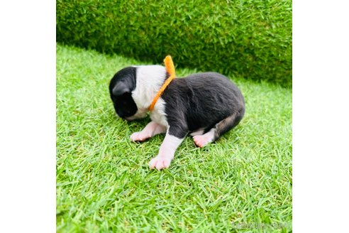 成約済の山梨県のオーストラリアンシェパード-244317の18枚目