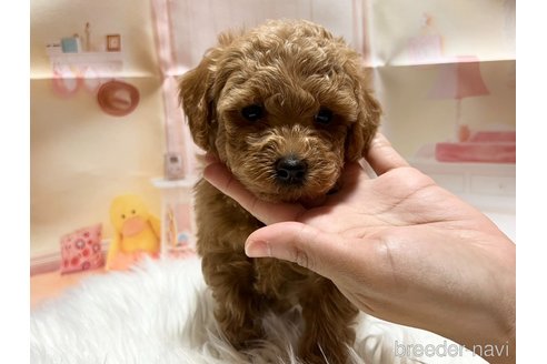 成約済の広島県のタイニープードル-242644の11枚目