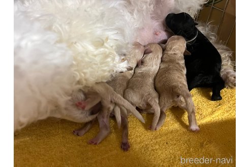 販売中の栃木県のタイニープードル-244449