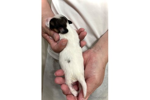 成約済の埼玉県のパピヨン-244457の39枚目