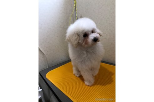 販売中の秋田県のタイニープードル-244468