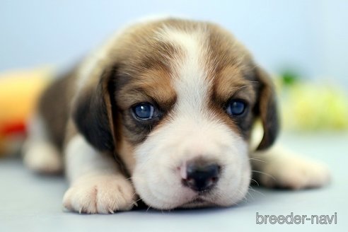 成約済の埼玉県のビーグル-244483