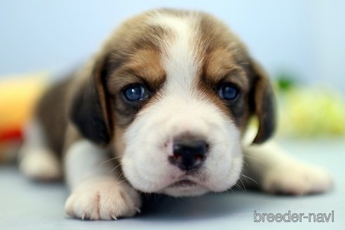 成約済の埼玉県のビーグル-244483の5枚目