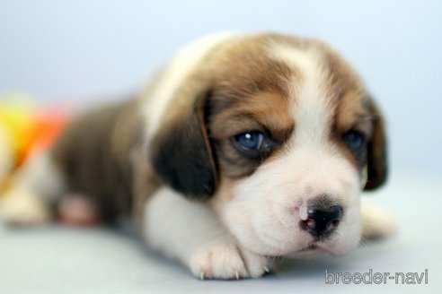 成約済の埼玉県のビーグル-244483の2枚目