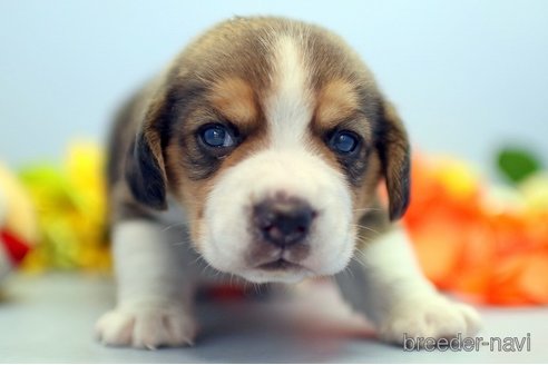 成約済の埼玉県のビーグル-244484