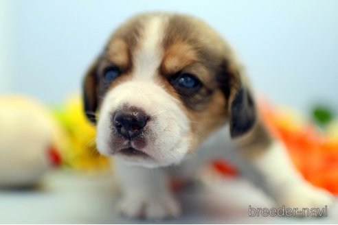 成約済の埼玉県のビーグル-244484の5枚目