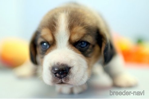 成約済の埼玉県のビーグル-244484の3枚目