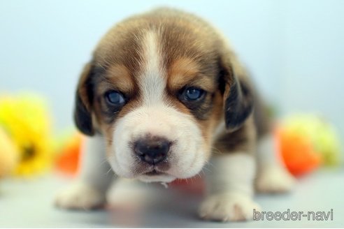 成約済の埼玉県のビーグル-244484の2枚目