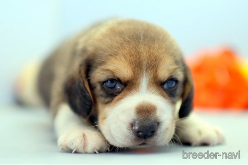 成約済の埼玉県のビーグル-244485の1枚目