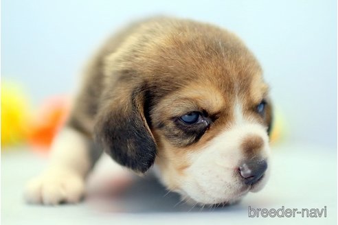 成約済の埼玉県のビーグル-244485の5枚目