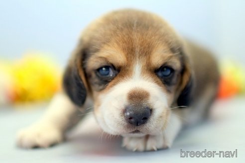 成約済の埼玉県のビーグル-244485の4枚目