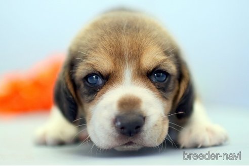 成約済の埼玉県のビーグル-244485の3枚目