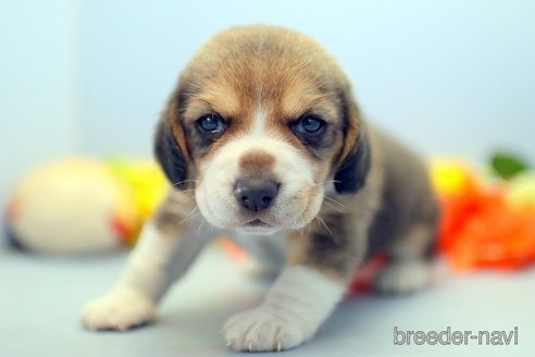 成約済の埼玉県のビーグル-244485の2枚目