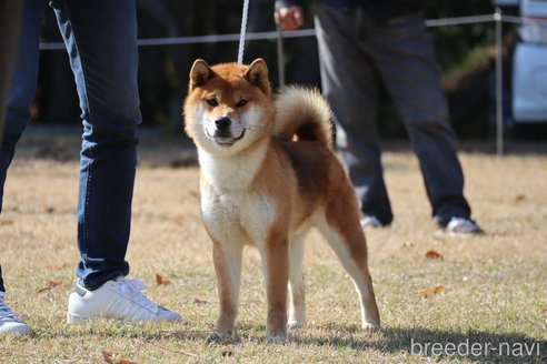 紅の福助くん1枚目