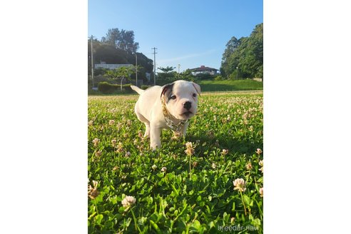 成約済の沖縄県のミックス犬-238997の3枚目